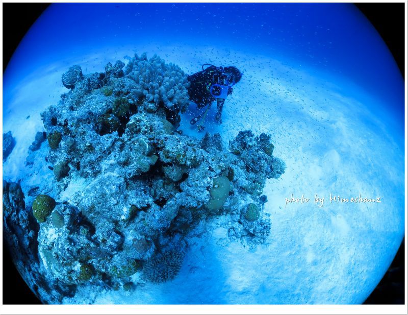 サンゴ根を観察