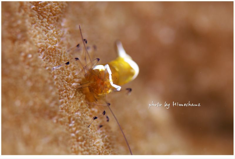 イソギンチャクエビ