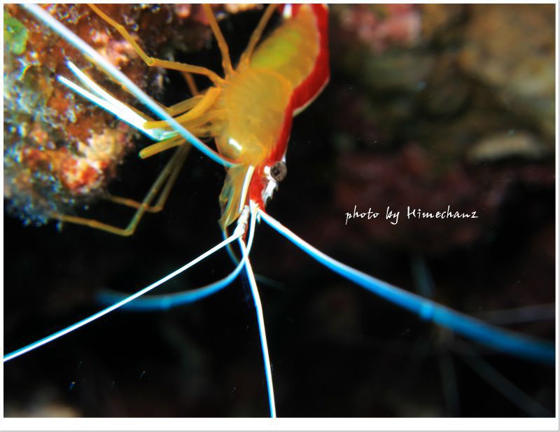 アカシマシラヒゲエビ