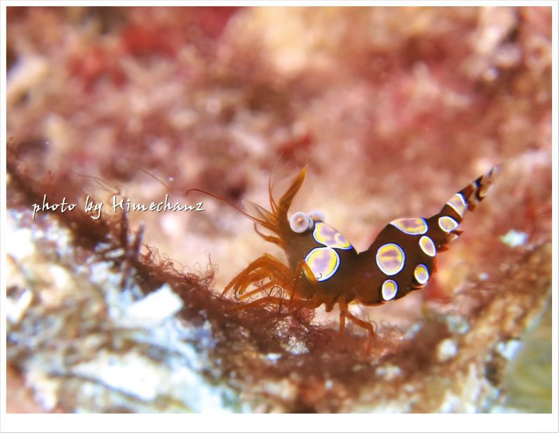 イソギンチャクモエビ