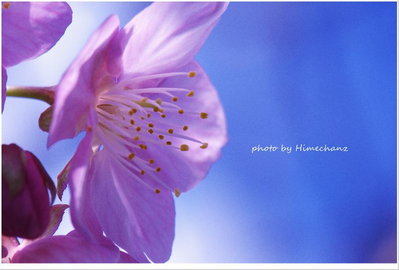 河津桜の花びら