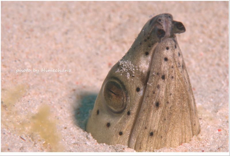 ダイナンウミヘビ