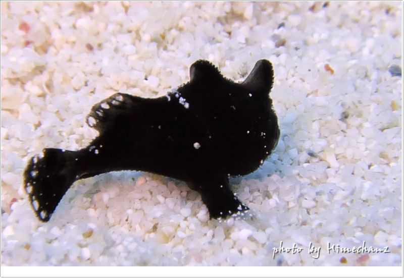 クマドリカエルアンコウ