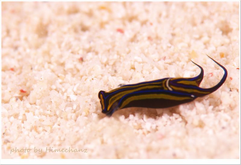 ニシキツバメガイ