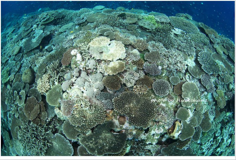 三石サンゴ photo by Nikon D300