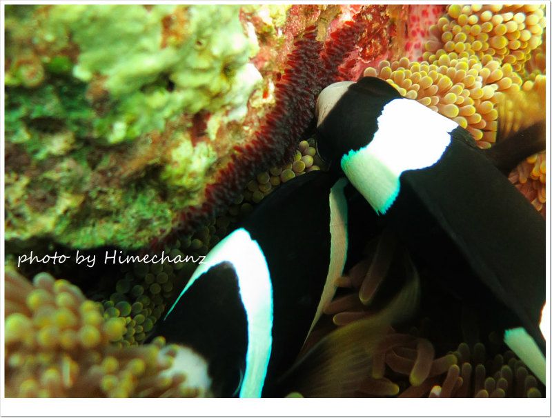 たまごを見守るクマノミ photo by CANON PowerShot S100