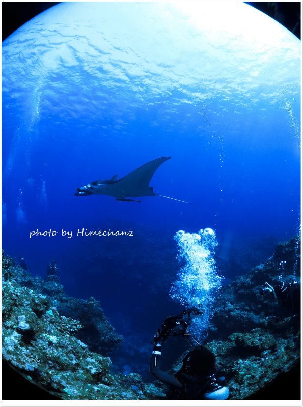 待望のマンタ! photo by CANON PowerShot S100