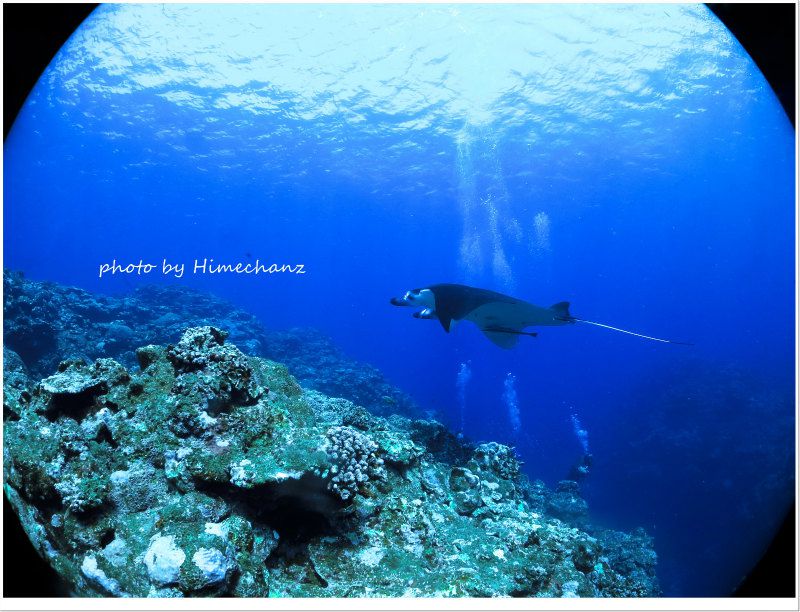 マンタど~ん! photo by CANON PowerShot S100