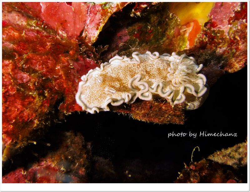 モンジャウミウシ photo by CANON PowerShot S100