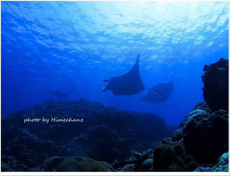 夏秋みたいなマンタ祭♪ photo by CANON PowerShot S100
