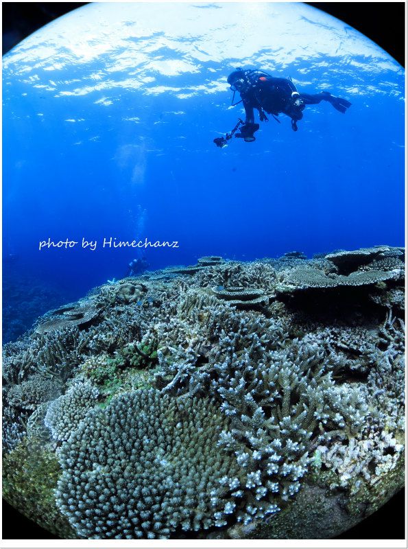 極上サンゴに夢中♪ photo by CANON PowerShot S100