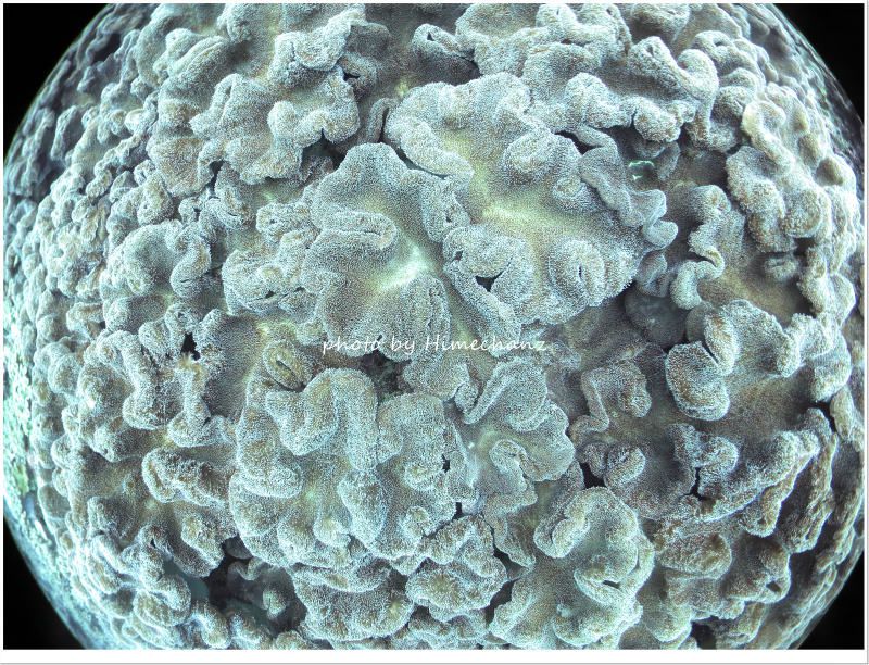 ソフトコーラル畑 photo by CANON PowerShot S100