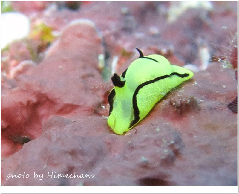 オレンジウミコチョウ photo by CANON PowerShot S100