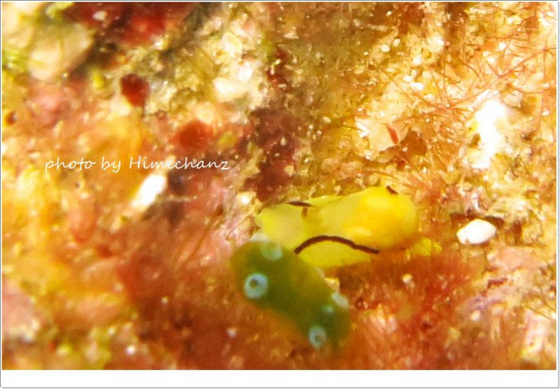 オレンジウミコチョウ? photo by CANON PowerShot S100