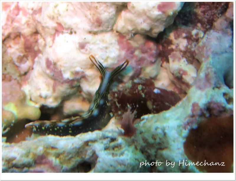 ハナミドリガイ photo by CANON PowerShot S100