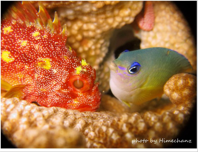 カスリフサカサゴの井戸端会議 photo by CANON PowerShot S100