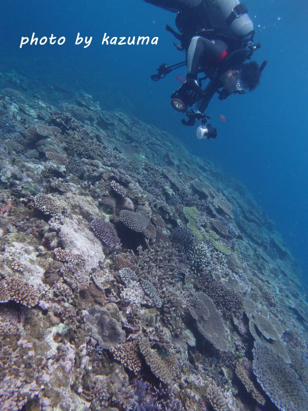 きれいな珊瑚 photo by OLYMPUS XZ-1