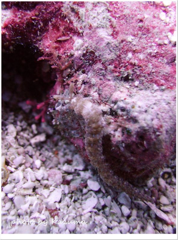 ムカデミノウミウシ photo by CANON PowerShot S100