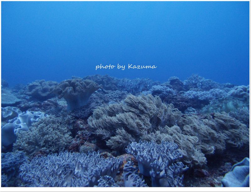 桜口名物のソフトコーラル photo by CANON PowerShot S100