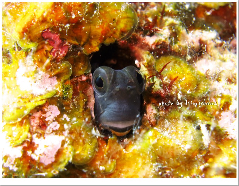 フタイロカエルウオ