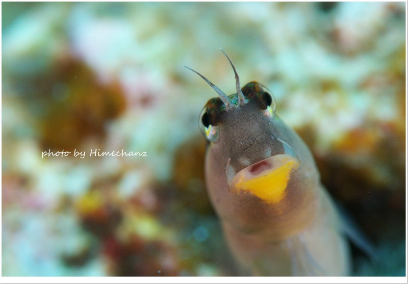 ヒトスジギンポ