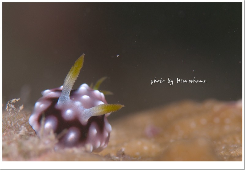 キカモヨウウミウシ