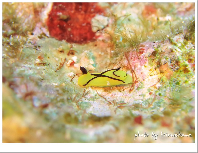 オレンジウミコチョウ