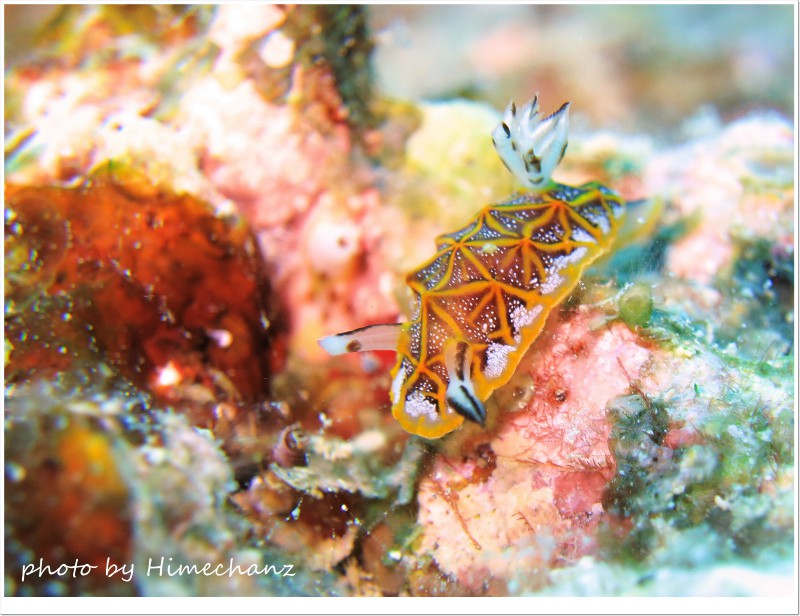 モザイクウミウシ