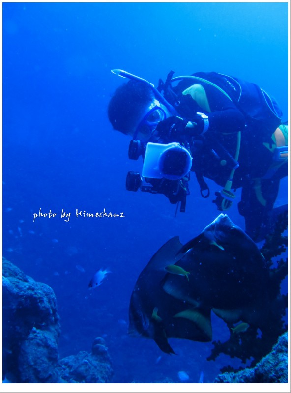 アカククリのクリーニングシーン