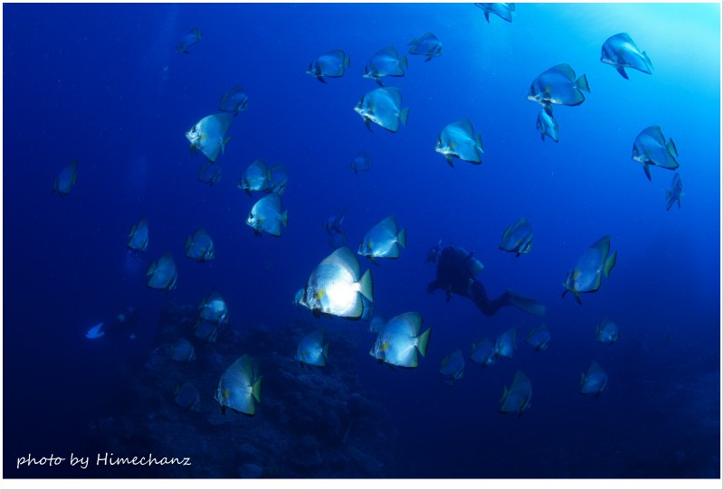 アカククリの群れ2