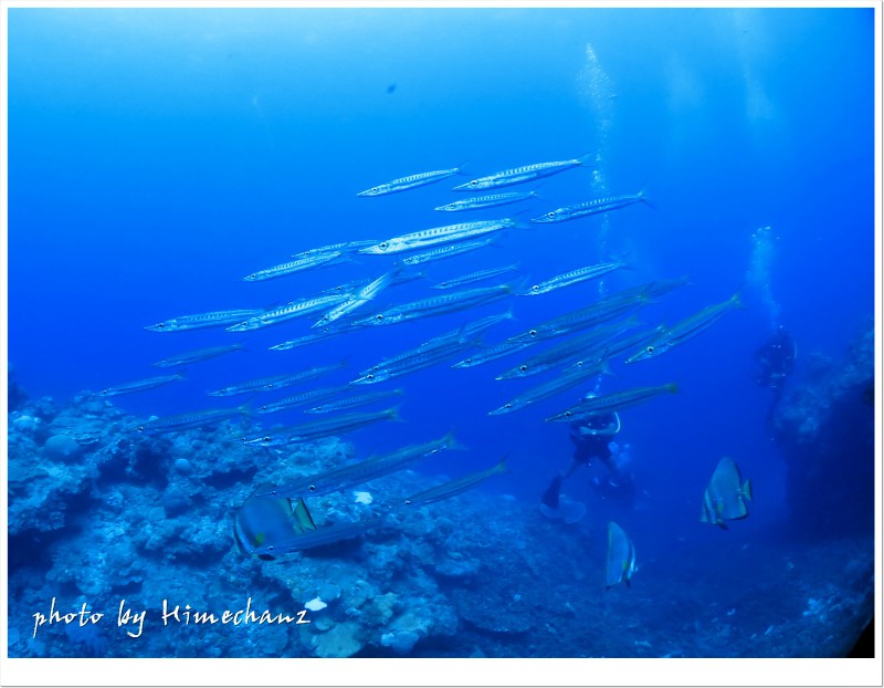タイワンカマスの群れ1