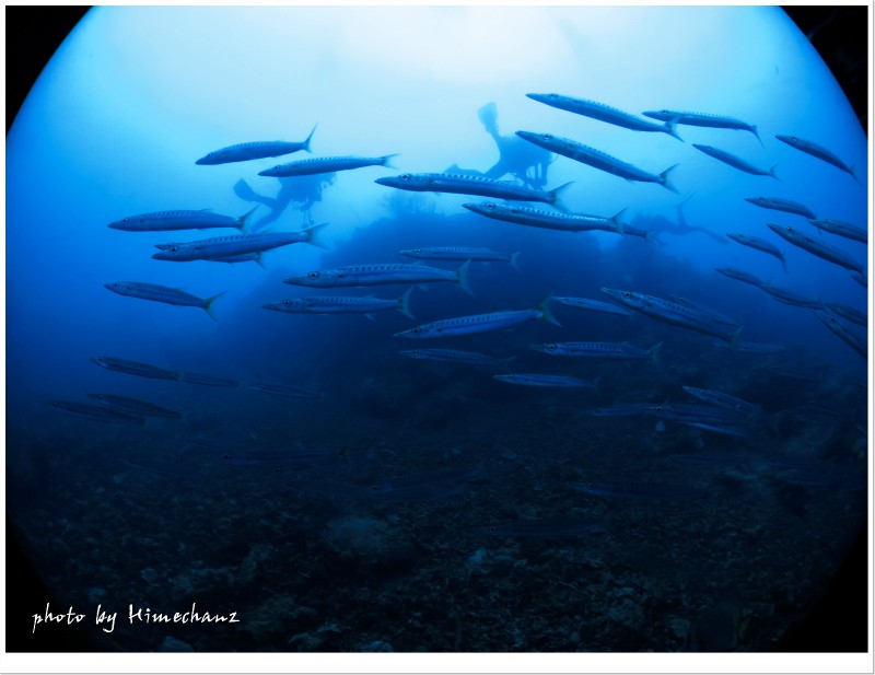 タイワンカマスの群れ2