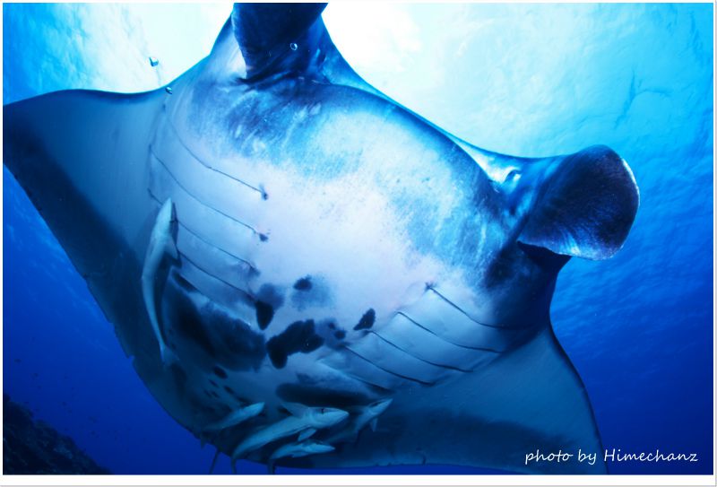 石垣島マンタ photo by Nikon D300