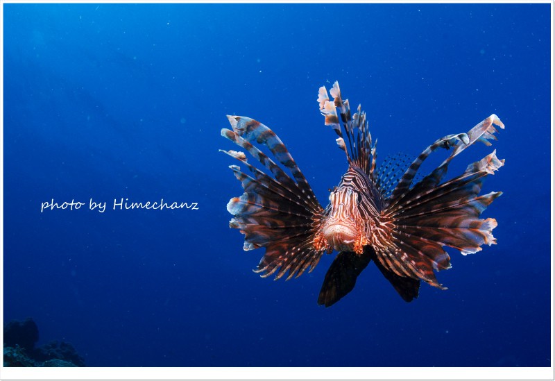 ハナミノカサゴ