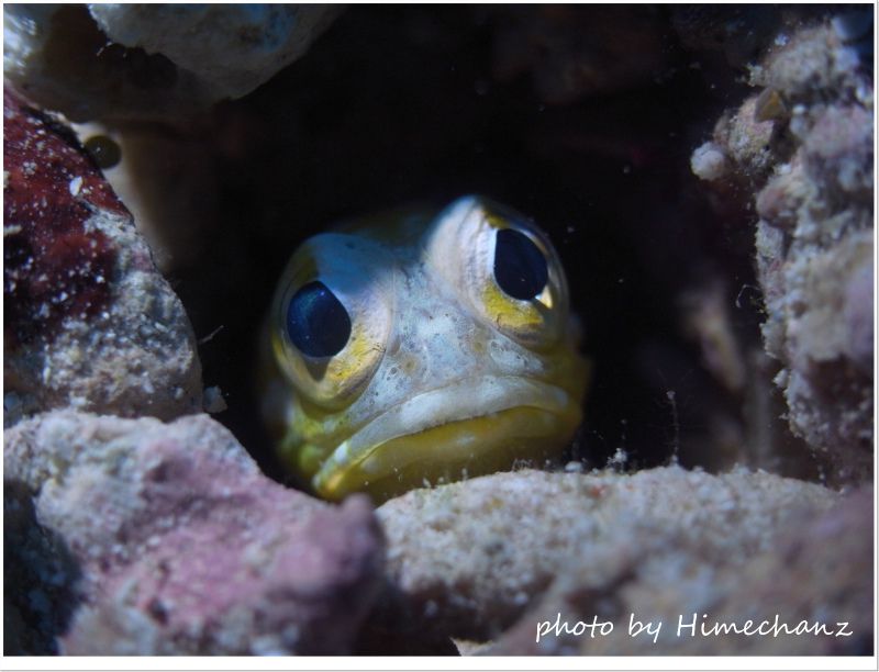 黄色いジョーフィッシュ photo by CANON PowerShot S100