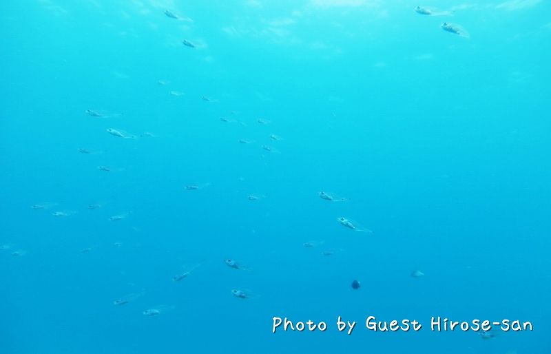 スカシテンジクダイの群れ photo by CANON PowerShot S100