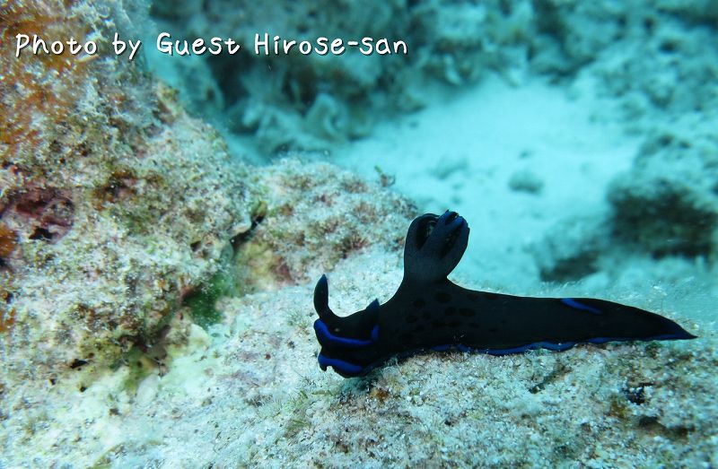 ミドリリュウグウウミウシ photo by CANON PowerShot S100