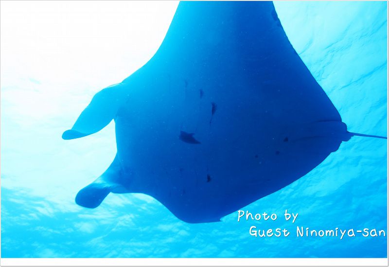 マンタどーん photo by CANON PowerShot S110