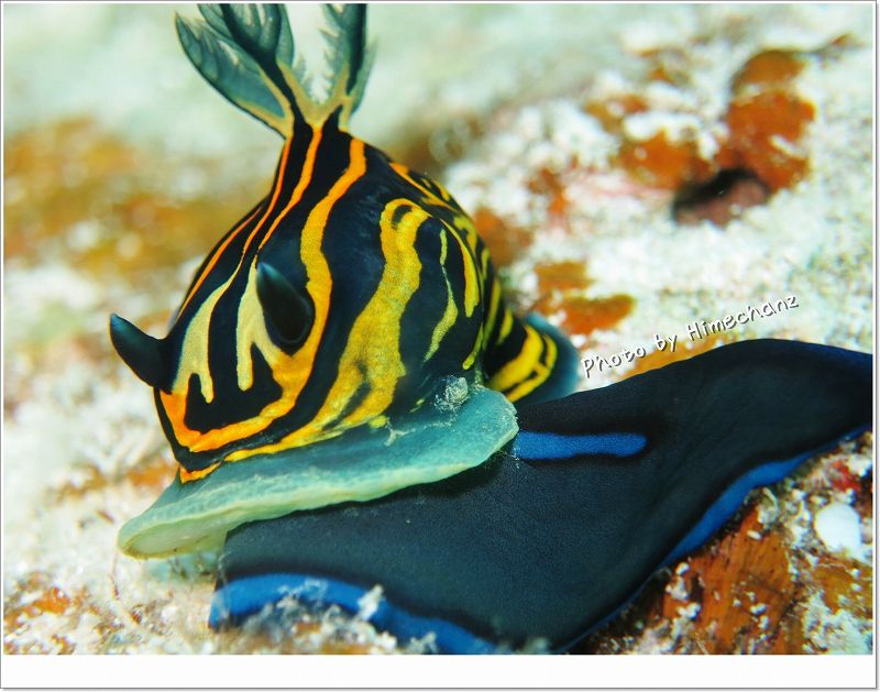 イシガキリュウグウウミウシの捕食シーン photo by CANON PowerShot S100