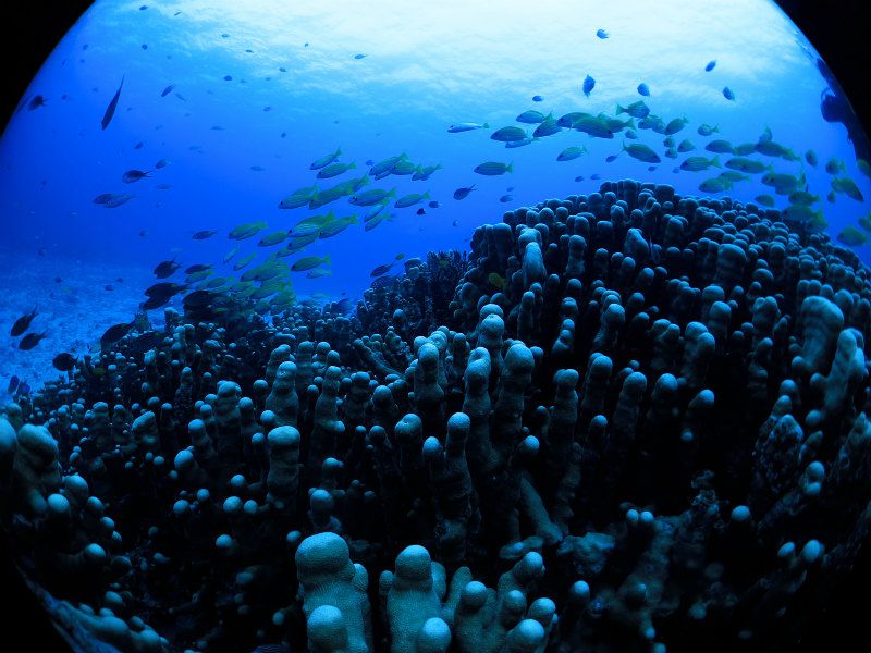 ヨスジフエダイの群れ photo by CANON PowerShot S100