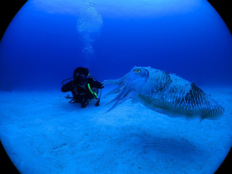 巨大コブシメ登場 photo by CANON PowerShot S100