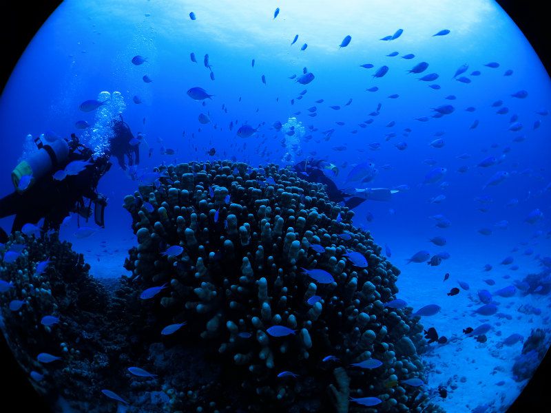 デバスズメダイの群れ photo by CANON PowerShot S100