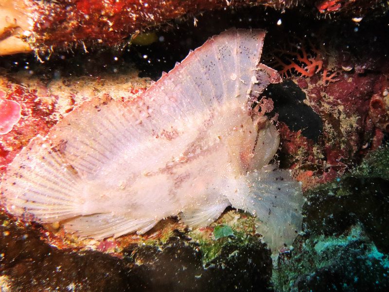 ハダカハオコゼ photo by CANON PowerShot S100