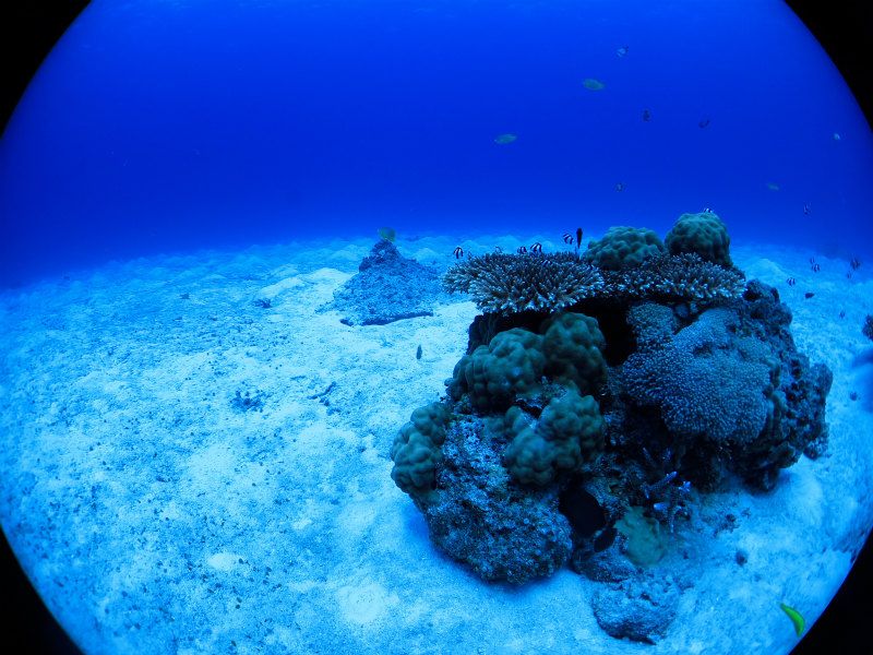 サンゴと砂地と幼魚たち photo by CANON PowerShot S100