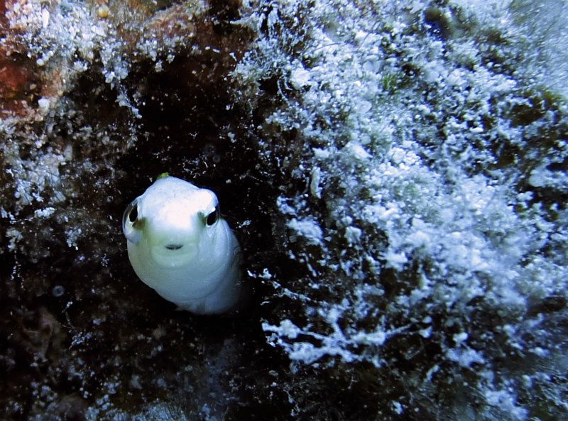 クロスジギンポ photo by CANON PowerShot S100