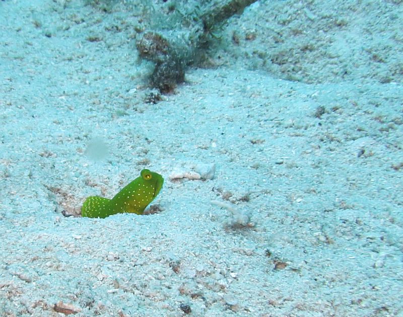 ギンガハゼ photo by CANON PowerShot S100