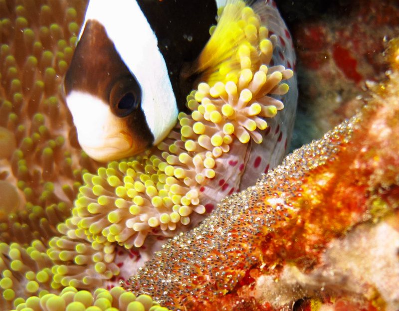 クマノミの卵をじっくり観察♪ photo by CANON PowerShot S100