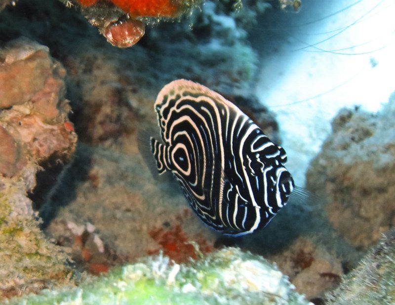 タテジマキンチャクダイの幼魚 photo by CANON PowerShot S100