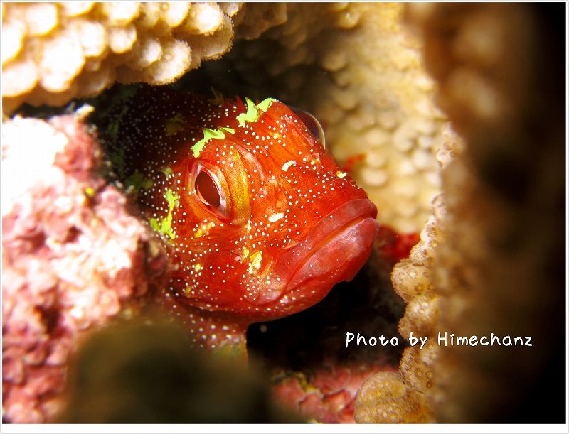 カスリフサカサゴ photo by CANON PowerShot S100