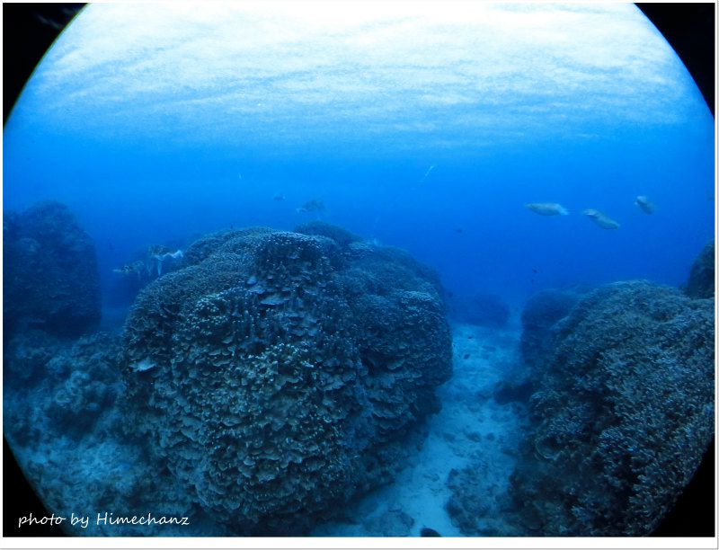 コブシメいっぱい! photo by CANON PowerShot S100